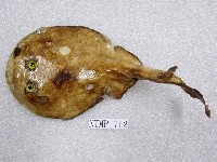 藏品(日本電鱝)的圖片